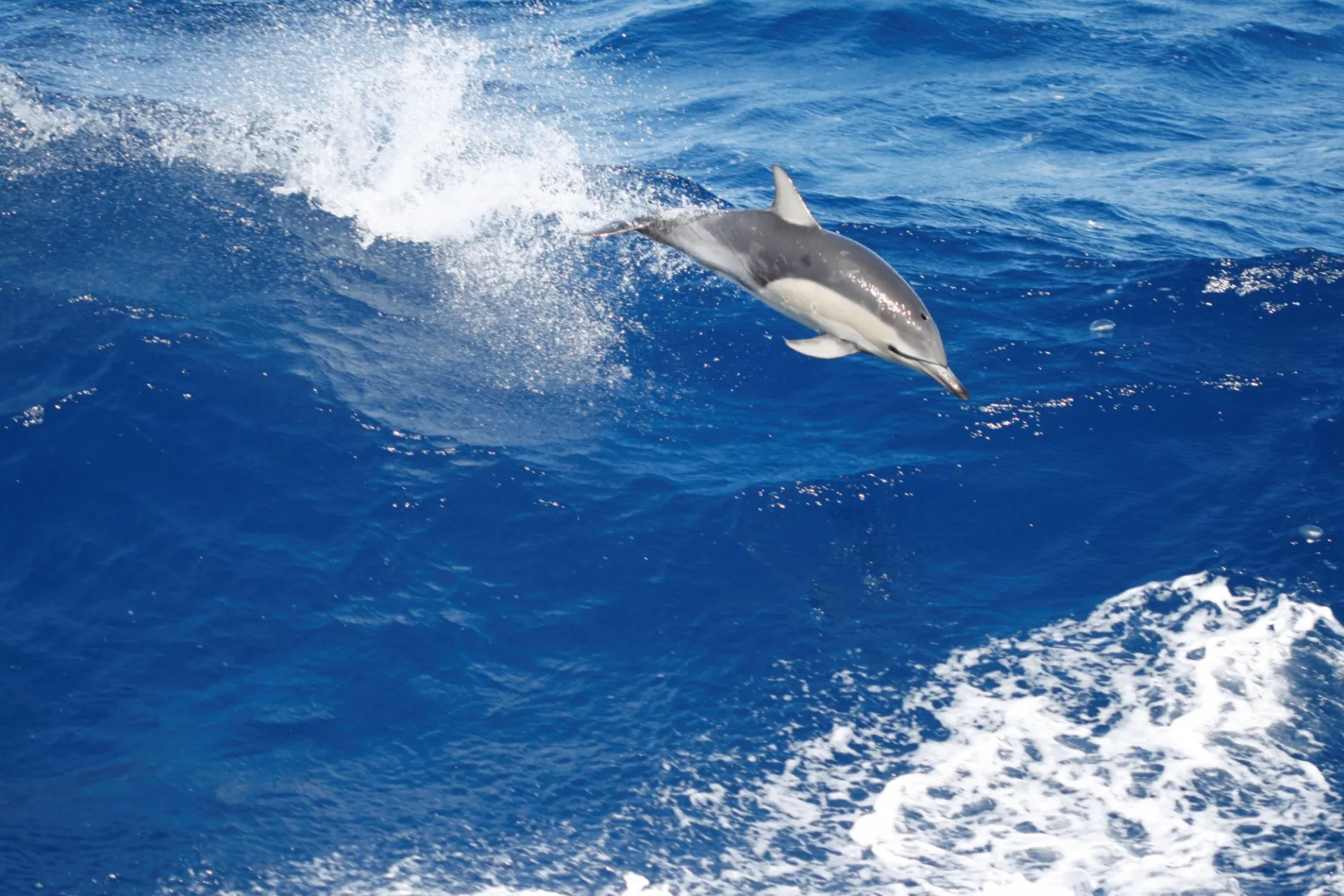 Small Dolphin MG 8641.jpg