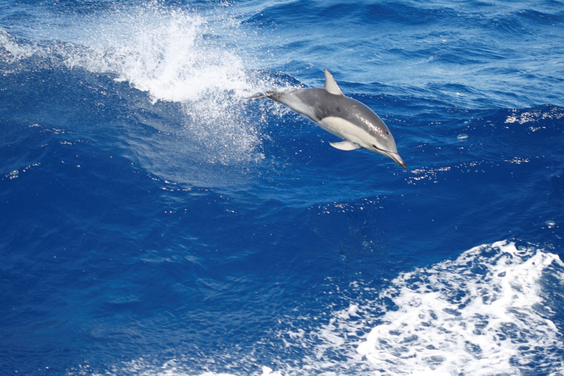Small Dolphin MG 8641